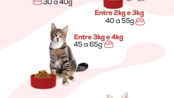 Ração para gato filhote: até quando dar, quanto dar e qual escolher