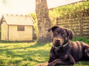 Antipulgas para cães comparados por formato, faixa de peso e registro do fabricante