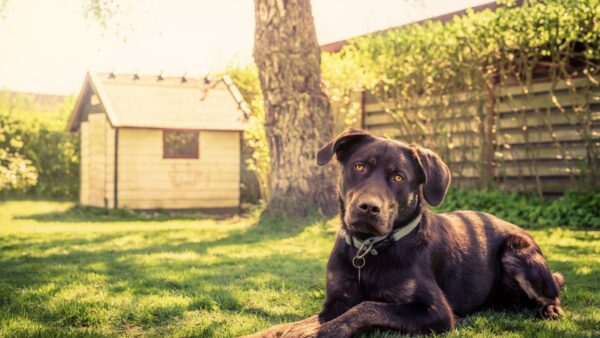 Antipulgas para cães comparados por formato, faixa de peso e registro do fabricante