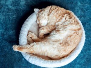 Antipulgas para gatos comparados por formato, preço e registro do fabricante