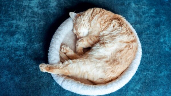 Antipulgas para gatos comparados por formato, preço e registro do fabricante