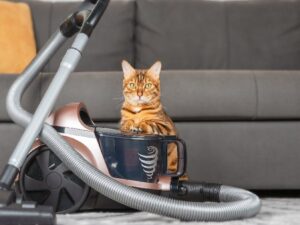 Aspiradores comparados para casa com cachorro ou gato