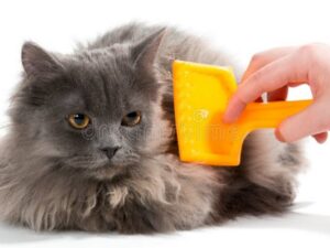 Escovas para gato comparadas por formato e tipo de pelo