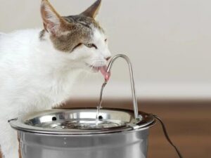 Fontes de água para gatos comparadas por material, capacidade e preço