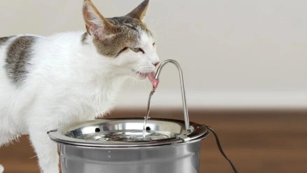 Fontes de água para gatos comparadas por material, capacidade e preço