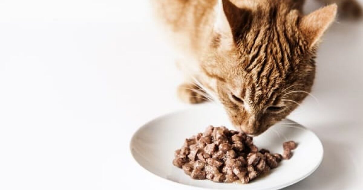 Rações úmidas para gatos comparadas por fase de vida e preço