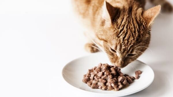 Rações úmidas para gatos comparadas por fase de vida e preço