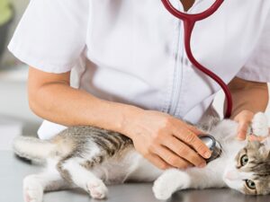 Vermífugos para gatos comparados por formato, preço e registro do fabricante