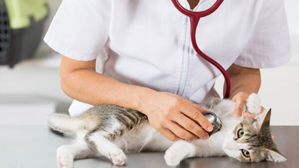 Vermífugos para gatos comparados por formato, preço e registro do fabricante
