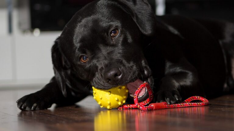 Melhores brinquedos para cachorro: mordedor, para ficar…