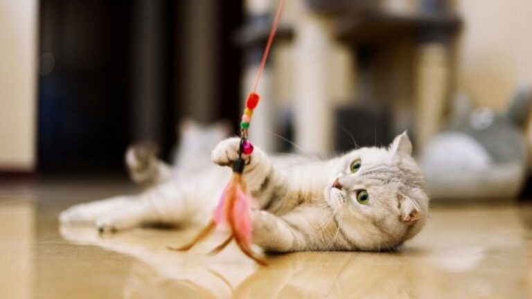 Melhores brinquedos para gatos: os aprovados para filhote…