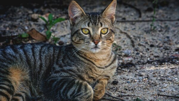 areia para gato