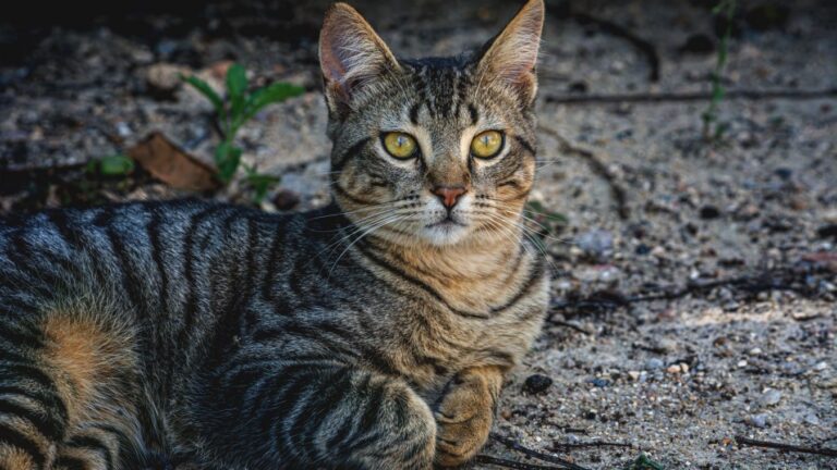 Melhor areia para gato até R$ 50: comparativo por peso